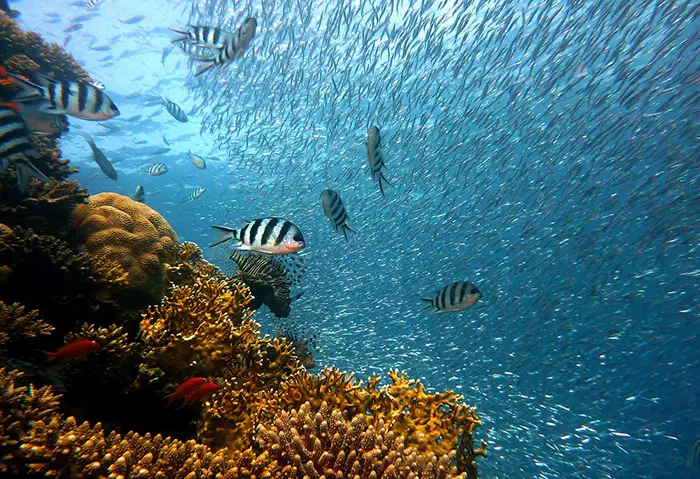 Vacances plongée dans les plus belle destinations destinations sous-marines à travers le monde