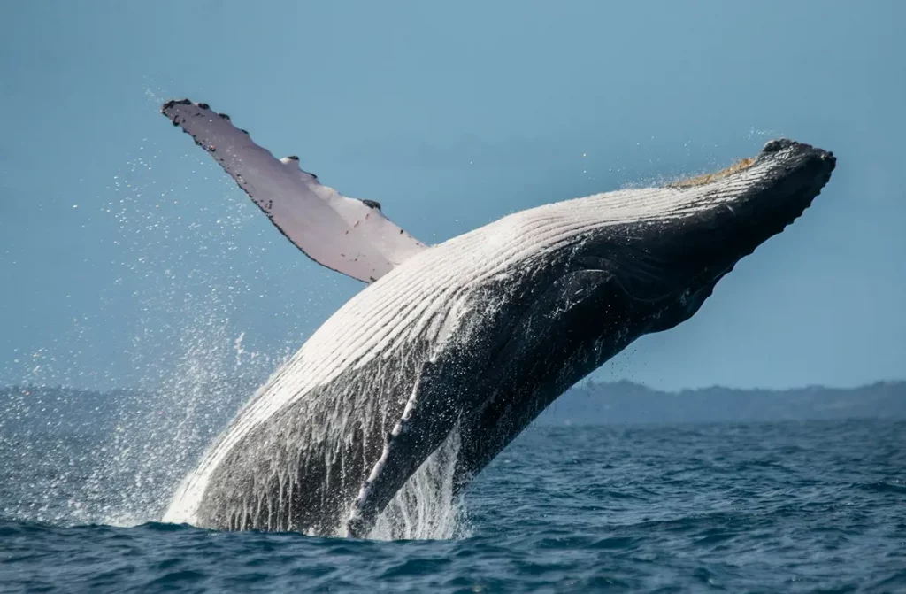 Observation des baleines à bosse au large de l’île de la Réunion